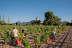 Escapada en Casa Miret y Visita al Celler Mas Foraster con Cata de Vinos para dos (Tarragona)