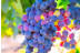 Escapada con Visita a Bodega y Cata de Vinos en Bodega Vera de Estenas (Utiel, Valencia)