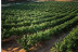 Escapada Romántica con Cena en Hotel La Era de Aracena 3* y Visita a Bodega con Cata de Vinos (Huelva)