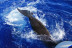 Excursión en Barco, Avistamiento de Cetáceos y Parada para Baño (Tenerife)