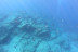 Excursión en Barco con Snorkel, Fotos y Vídeos para Visitar Lenguas de Lava Sumergidas (La Caleta de Adeje, Tenerife)