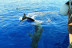 Excursión en Barco 5h, Avistamiento de Cetáceos, Los Gigantes y Comida (Tenerife)