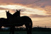 Excursión a Caballo (Girona)