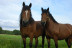 Excursión a Caballo (Girona)