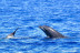 Excursión en Catamarán para Avistar Delfines y Ballenas con Bebidas (Gran Canaria)