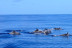 Excursión en Catamarán para Avistar Delfines y Ballenas con Bebidas (Gran Canaria)