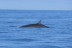 Excursión en Catamarán para Avistar Delfines y Ballenas con Bebidas (Gran Canaria)