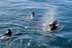 Excursión en Barco para ver Delfines (Sotogrande, Cádiz)