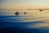 Excursión en Barco para ver Delfines (Sotogrande, Cádiz)