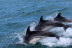 Excursión en Barco para ver Delfines (Sotogrande, Cádiz)