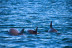 Excursión en Barco para ver Delfines (Sotogrande, Cádiz)