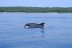 Excursión en Barco para ver Delfines (Sotogrande, Cádiz)