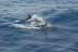 Excursión en Barco para ver Delfines (Sotogrande, Cádiz)