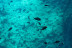 Excursión en Lancha con Snorkel y Visita a Cuevas y Playas (Fornells, Menorca)