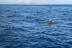 Excursión en Lancha para ver Delfines (Alcudia, Mallorca)