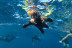 Excursión de Snorkel con Fotos y Vídeos en la Reserva Natural Protegida de La Caleta de Adeje (Tenerife)