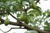 Visita a Finca de Aguacate con Desayuno Canario en Tahodio Avocado Experience (Tahodio, Santa Cruz de Tenerife)