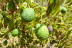 Visita a Finca de Aguacate con Desayuno Canario en Tahodio Avocado Experience (Tahodio, Santa Cruz de Tenerife)