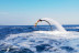 Flyboard en la Costa de Barcelona (Barcelona)