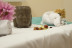 Circuito Spa en Hipotels Barrosa Garden 4* (Chiclana de la Frontera, Cádiz)