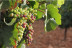 Escapada Rural con Desayuno en Hostal Los Oteros y Visita a Bodega Pardevalles con Cata de Vinos para dos (León)