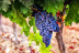 Escapada Rural con Desayuno en Hostal Los Oteros y Visita a Bodegas Gordonzello con Cata de Vinos y Aperitivo para dos (León)