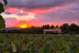 Ruta del Vino: Visita a Bodega, Cata y Menú Degustación para dos en Hotel Enoturismo Mainetes (Albacete)