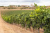 Escapada con Spa en Hotel Spa Tudanca Aranda 4* y Visita a Bodegas Viña Arnáiz con Cata de Vinos (Burgos)