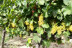 Escapada con Desayuno en Hotel Villa San Jorge con Visita Guiada y Cata de Vinos en Bodega ENATE (Huesca)