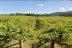 Escapada con Desayuno en Hotel Panadeiramar y Visita a Bodega Granbazán con Cata de Vinos (Pontevedra)