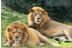 Entrada a Selwo Aventura, Visita Safari Serengueti y Hotel Selwo Lodge (Málaga)