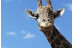 Entrada a Selwo Aventura, Visita Safari Serengueti y Hotel Selwo Lodge (Málaga)