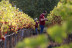 Visita a Bodega Huerto de la Condesa con Cata de Vinos para dos (Ronda, Málaga)