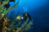 Introducción al Buceo en Mar (Fuencaliente de La Palma, Los Canarios)