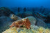 Introducción al Buceo en Mar (Fuencaliente de La Palma, Los Canarios)