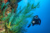 Introducción al Buceo en Mar (Fuencaliente de La Palma, Los Canarios)