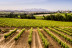 Pack Bodega y Spa para dos