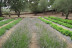 Entrada y Visita Guiada a Ecoherbes: Jardí Botanic (L'Ampolla, Tarragona)