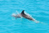 Dolphin Tour: Ruta en Jet Ski (Santa Eulalia del Río, Ibiza)