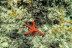 Excursión en Kayak y Snorkel (Sant Feliu de Guíxols, Girona)