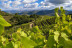 Escapada con Visita a las Viñas, Bodega y Cata en La Caseta del Priorat II (Porrera, Tarragona)