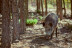 Entrada a La Maleza Parque de Fauna (Teruel)