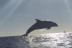Excursión en Lancha con Avistamiento de Delfines (Can Picafort, Mallorca)
