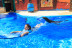 Encuentro con Delfines, Nadar con Leones Marinos o Vip Tour en Mundomar (Alicante)