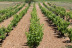 Visita a los Viñedos y a las Bodegas Malacuera con Degustación de Vinos para dos (Castrillo de Duero, Valladolid)