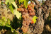 Visita a los Viñedos y a las Bodegas Malacuera con Degustación de Vinos para dos (Castrillo de Duero, Valladolid)
