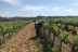 Visita Estándar: Visita Guiada a Bodega Mas de Rander y Viñas con Cata de 4 Vinos (Torreblanca, Castellón)