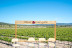 Walk and Wine: Ruta Libre por los Viñedos, Visita Guiada y Cata de Vino en Celler Mas Vicenç (Cabra del Camp, Tarragona)
