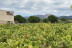 Visita a Masetplana con Cata de Vino y Aceite y Visita a Búnker para dos (Garriguella, Girona)