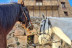 Ruta a Caballo y Comida Señorial para dos (Colladillo, Segovia)